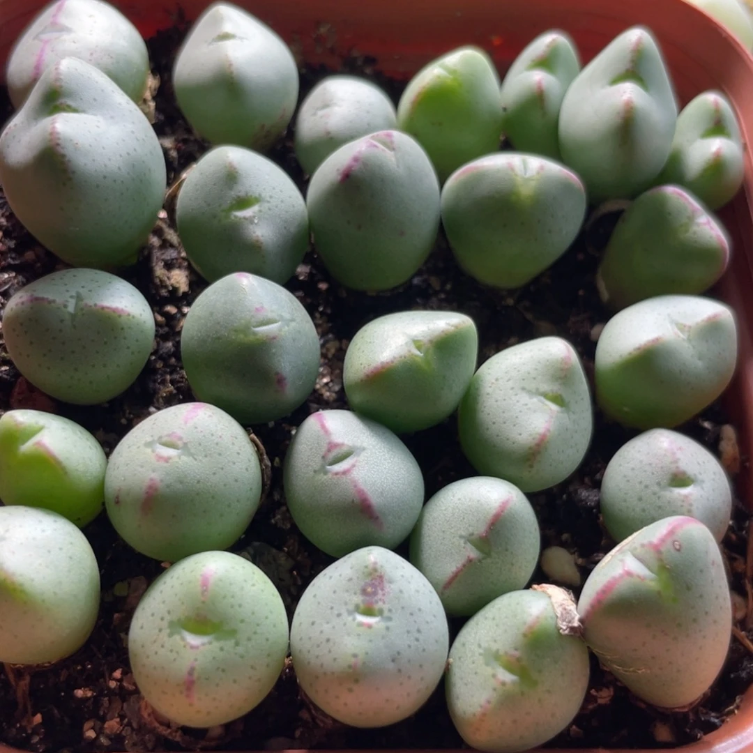 大盆特价一物一拍～8