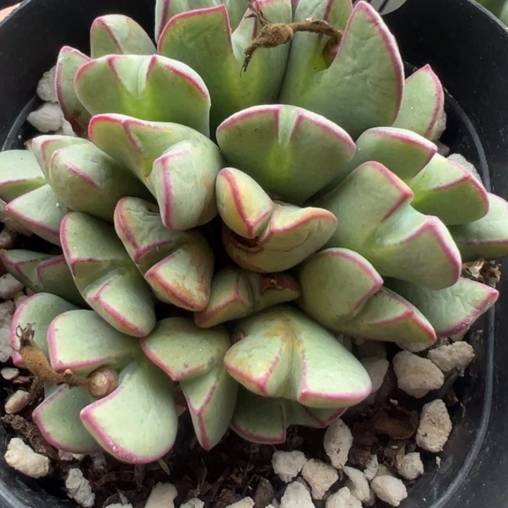 811干这颗多肉有点好看