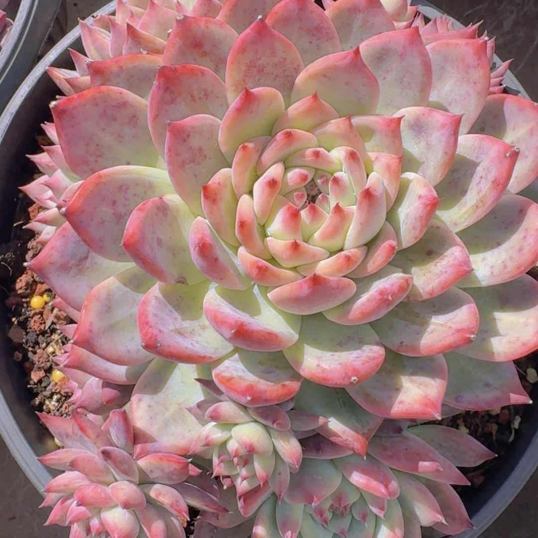 1348原始卡罗拉凡艺多肉