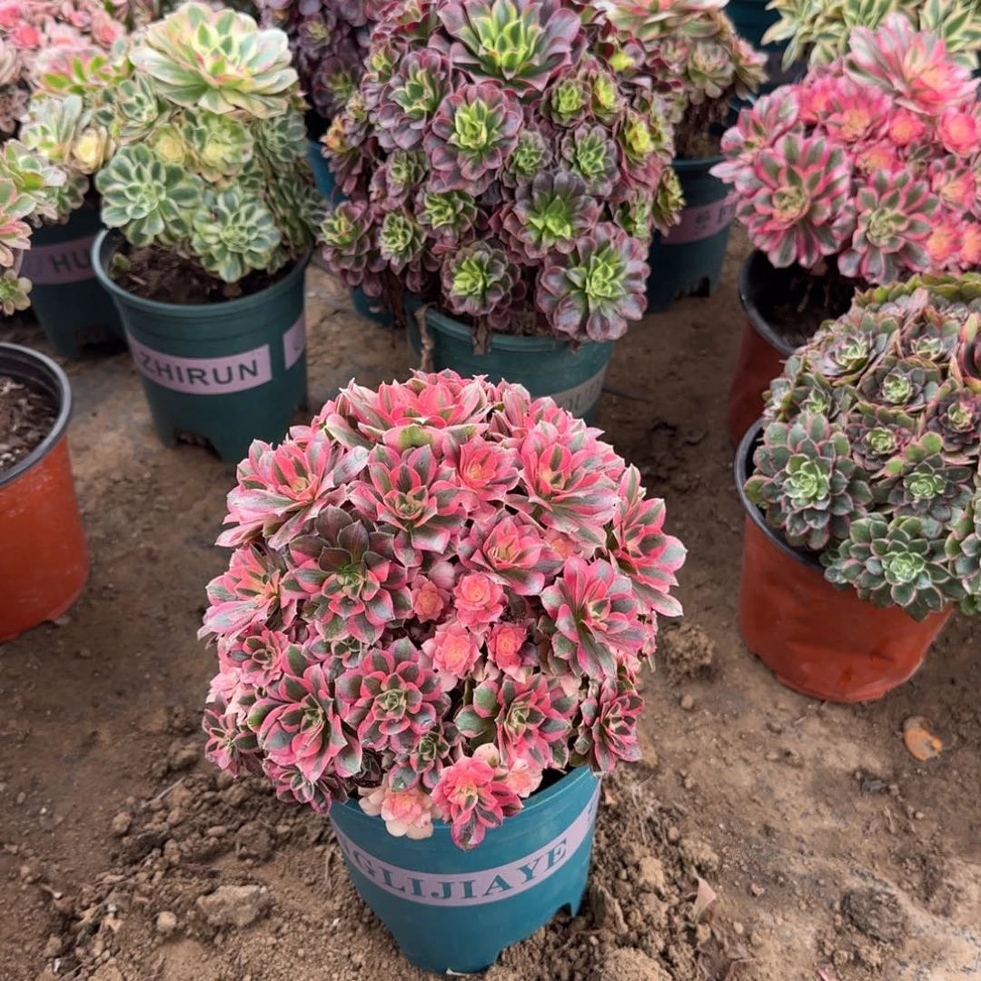 241 号一物一拍多肉18包邮花蝴蝶