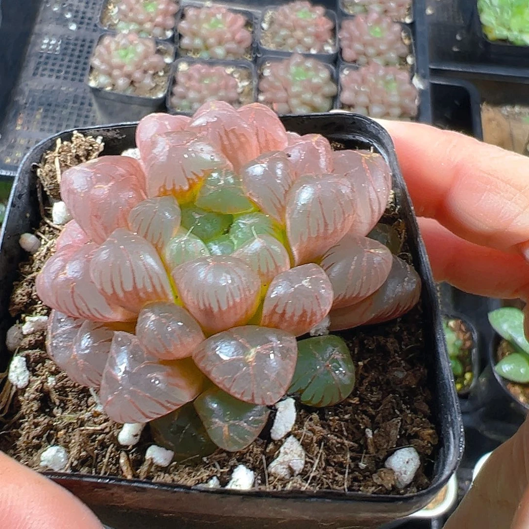 彩虹玉露多肉植物一颗