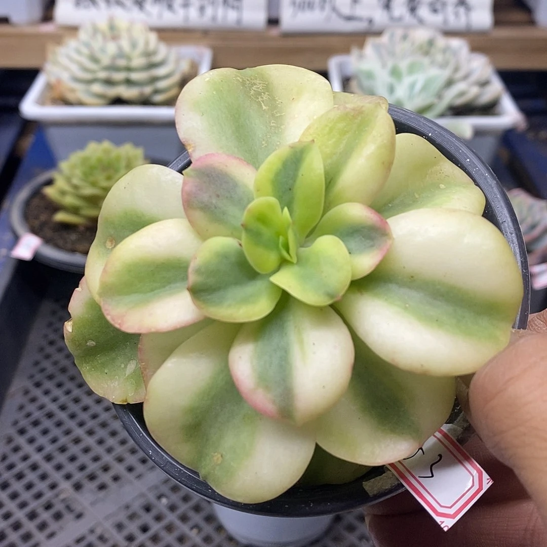 1553 红梅覆轮锦
