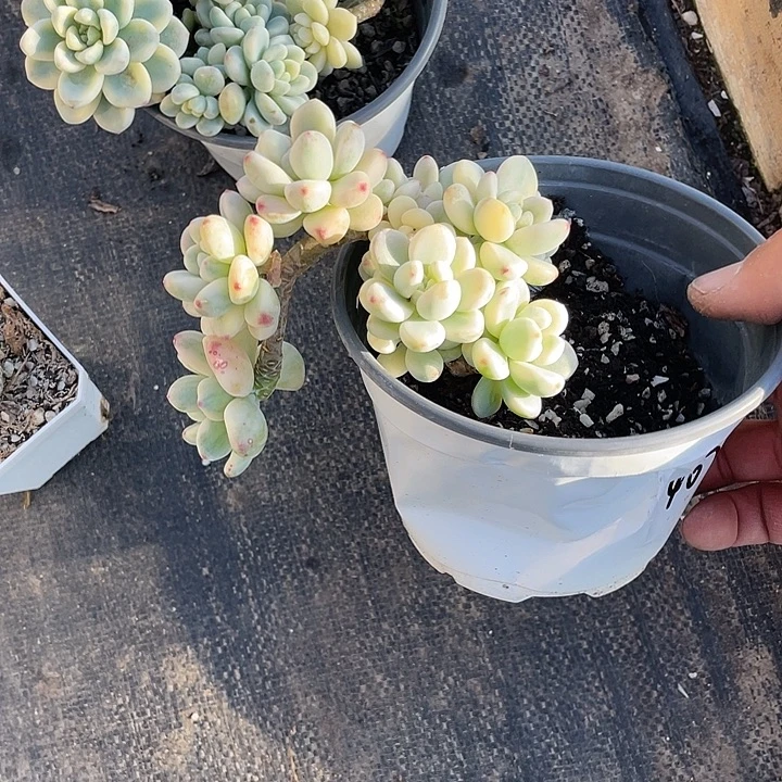 琦***板劳尔锦小悬崖带盆发货