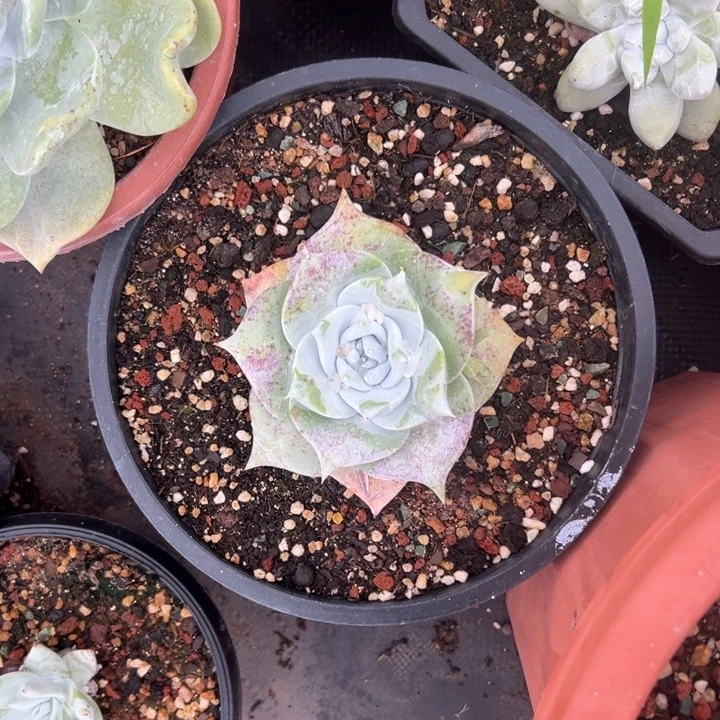 古*福利香香～谢谢哥10786