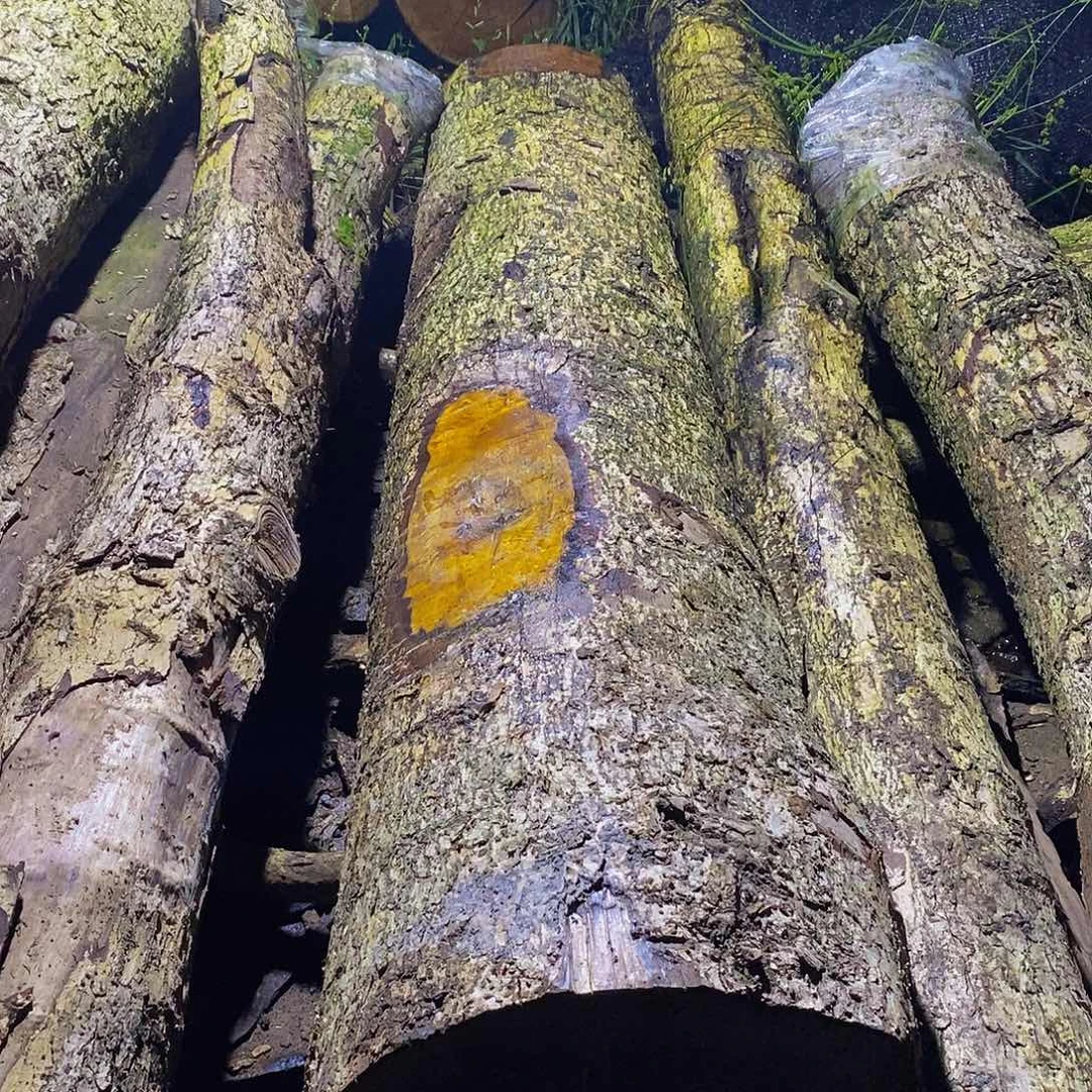 小叶桢楠金丝楠木