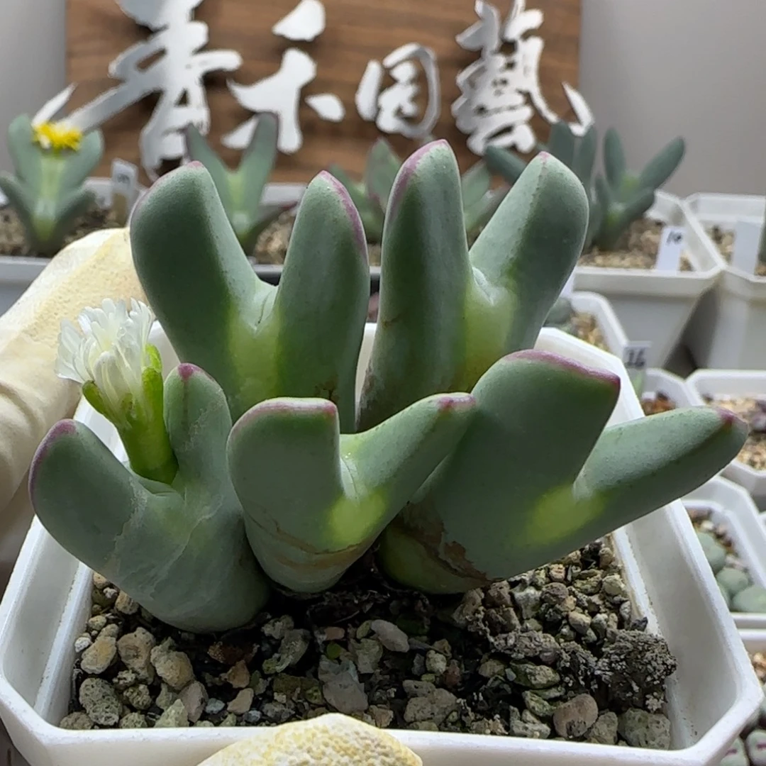 春***你9-16当天满38包邮白花大枪