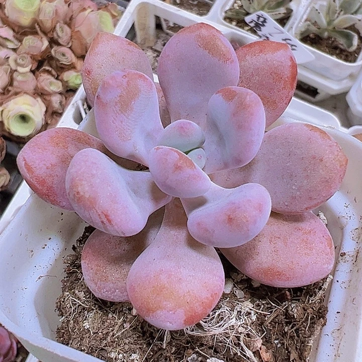 粉兔19包邮多肉植物