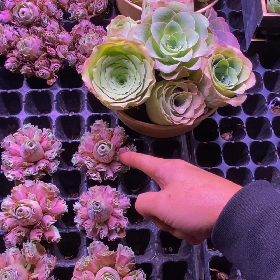 山地玫瑰多肉植物花卉璎珞一颗116