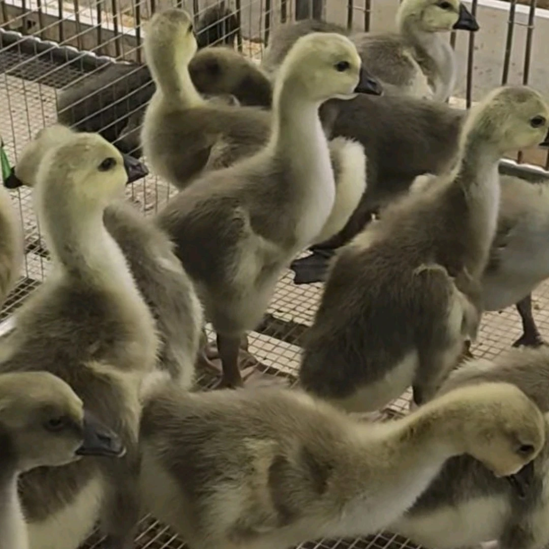 狮头鹅小狮头鹅肉包邮到家