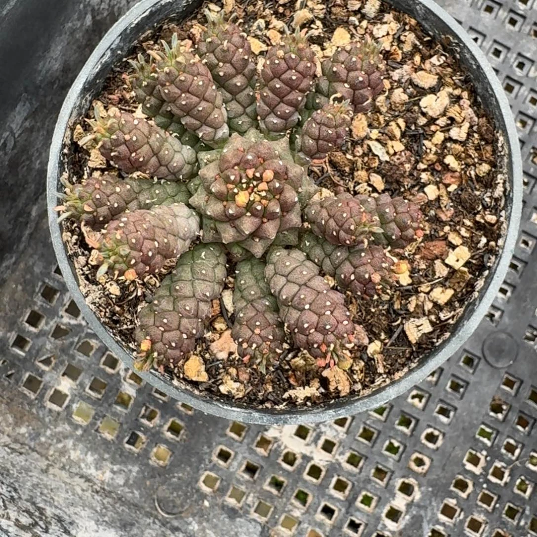 大戟杂交一物一拍多肉