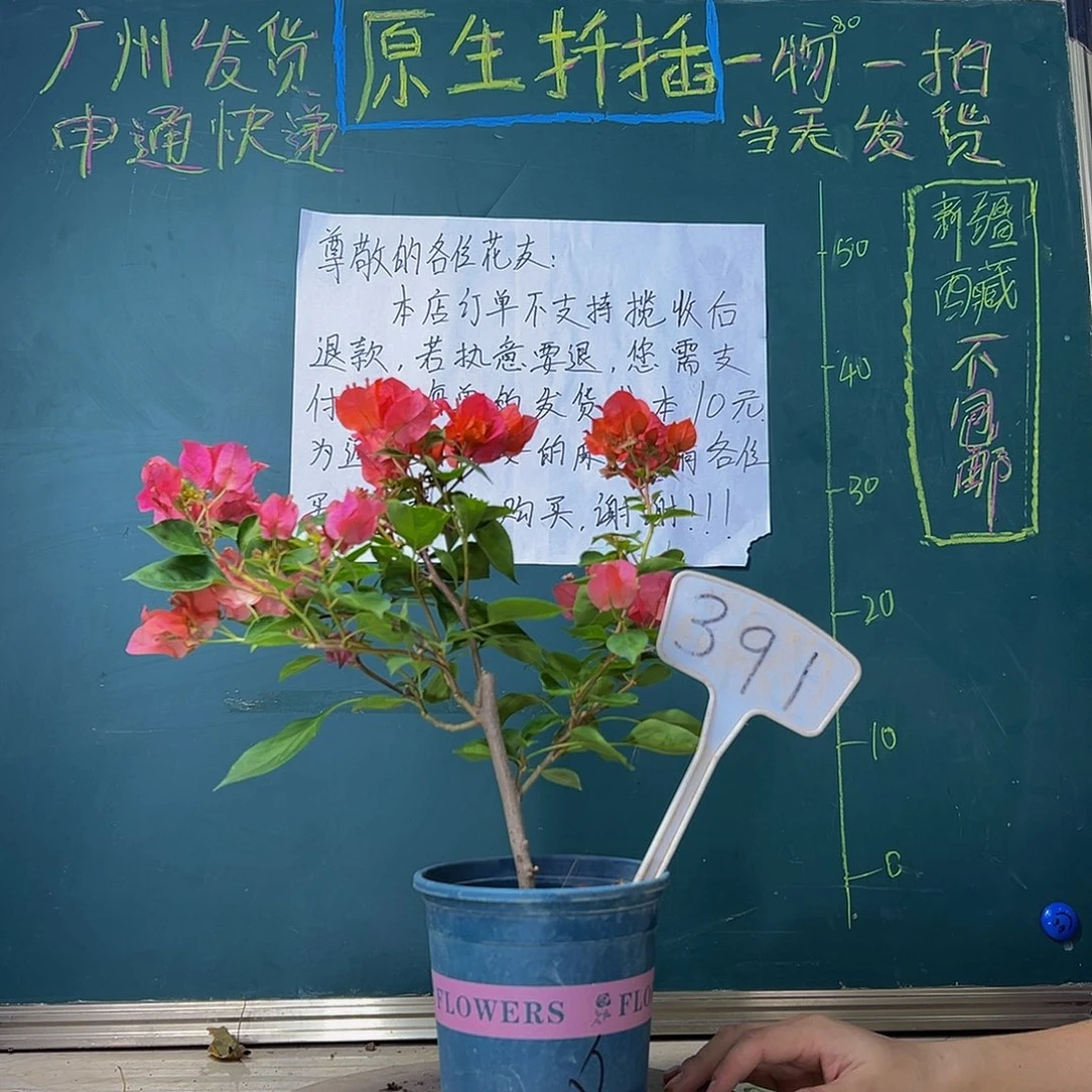 当前无花栽培后可以开花  暗斑夕阳红  391