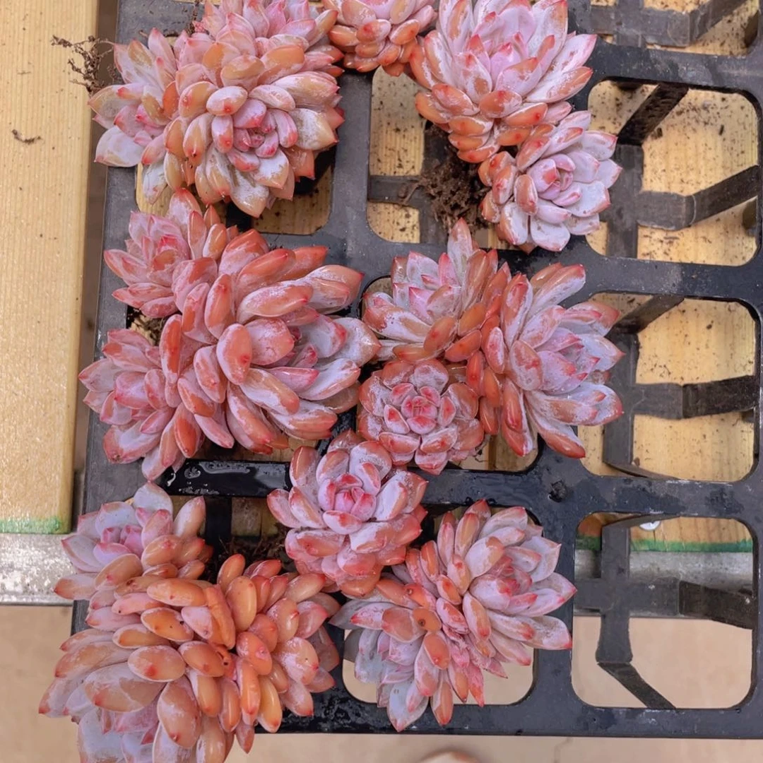 689号 全状态星星橙群生老桩一个