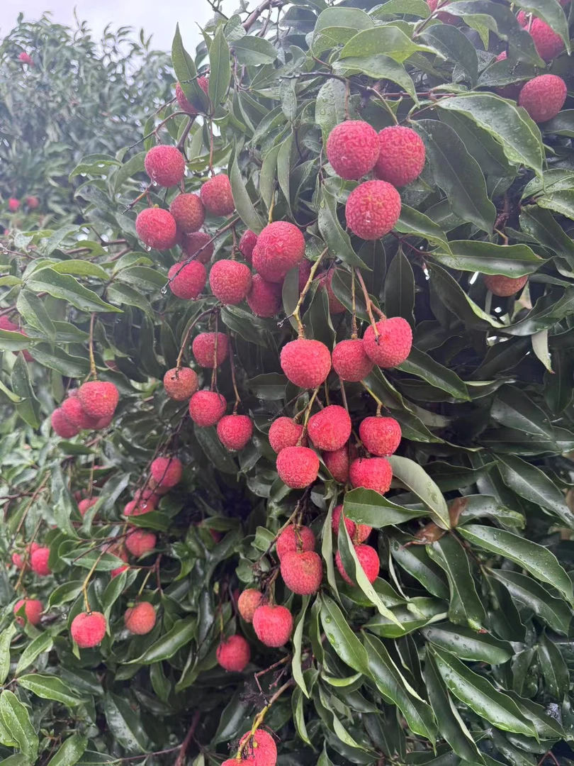 【高州白糖罂】京东冷链果场新鲜现摘现发 3斤装/5斤装/10斤装