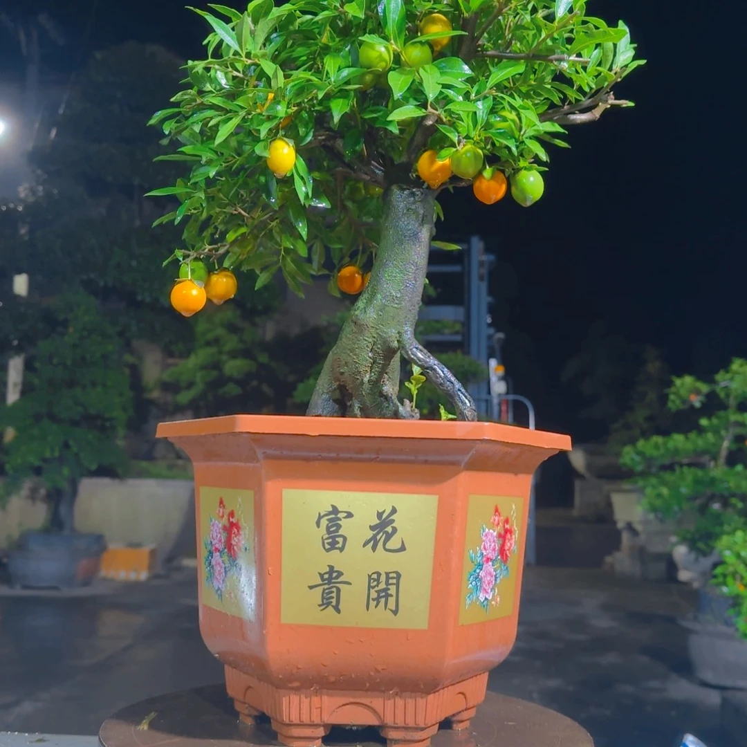 无花朵金蛋子老桩盆景1