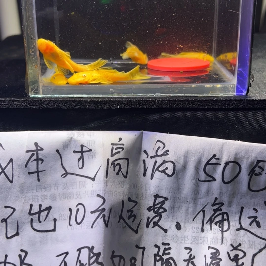 孔雀鱼胡子胡子胡子12