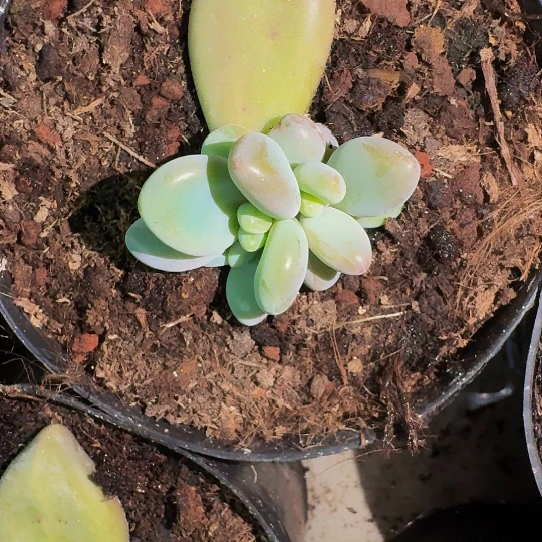 企鹅 叶插 一物一拍