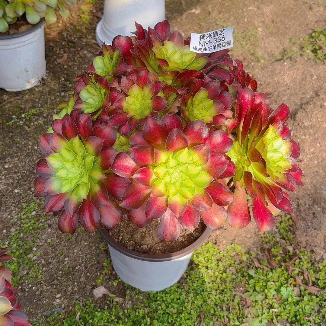 韶华老庄多肉植物336