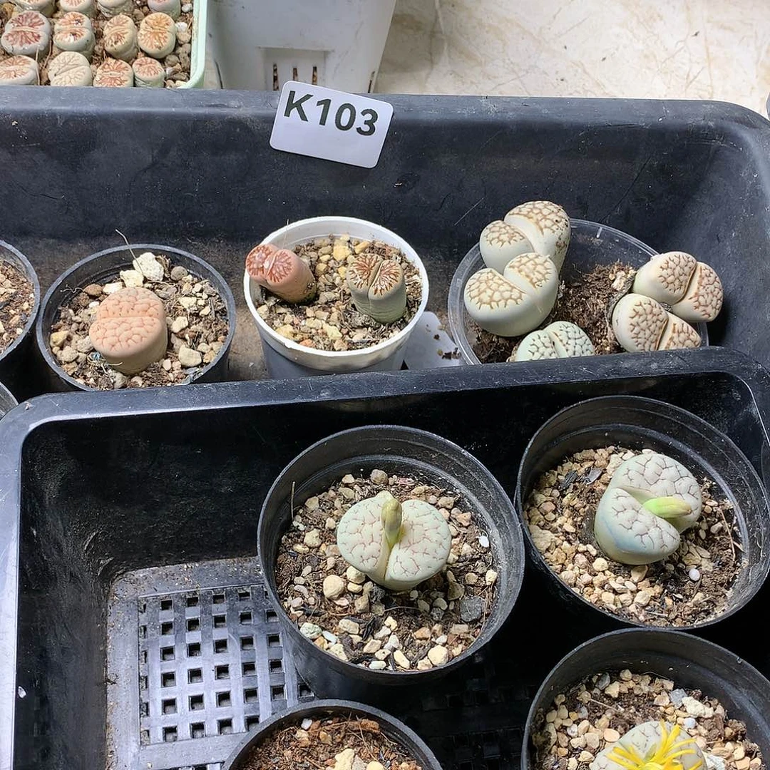 菲*K103多肉植物保护