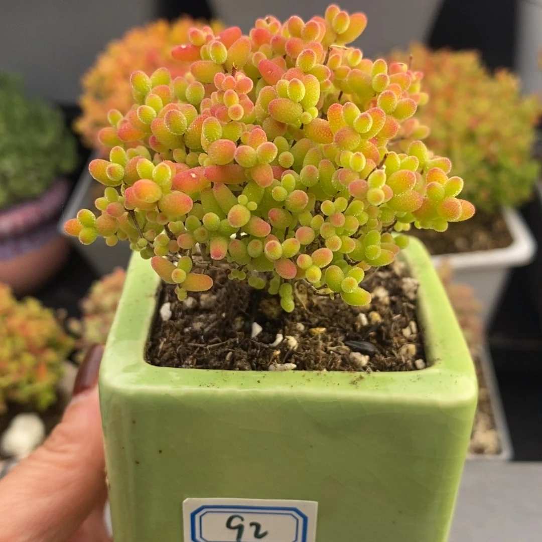 完全开放92号蜜橘糖球（6.5cm）