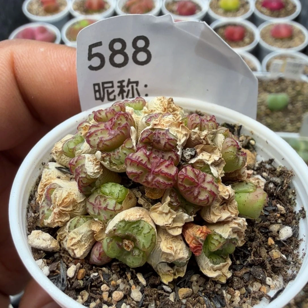 多肉植物多肉植物多肉植物