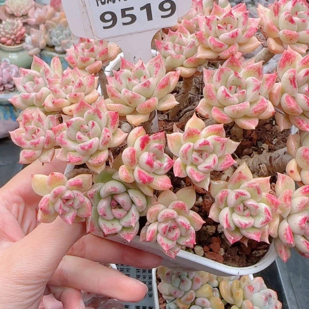 多肉植物9519…………..