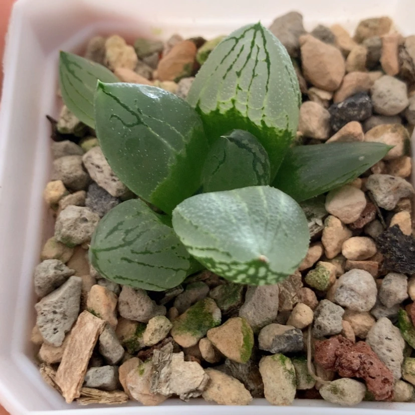 【闪购商品】104虞美人