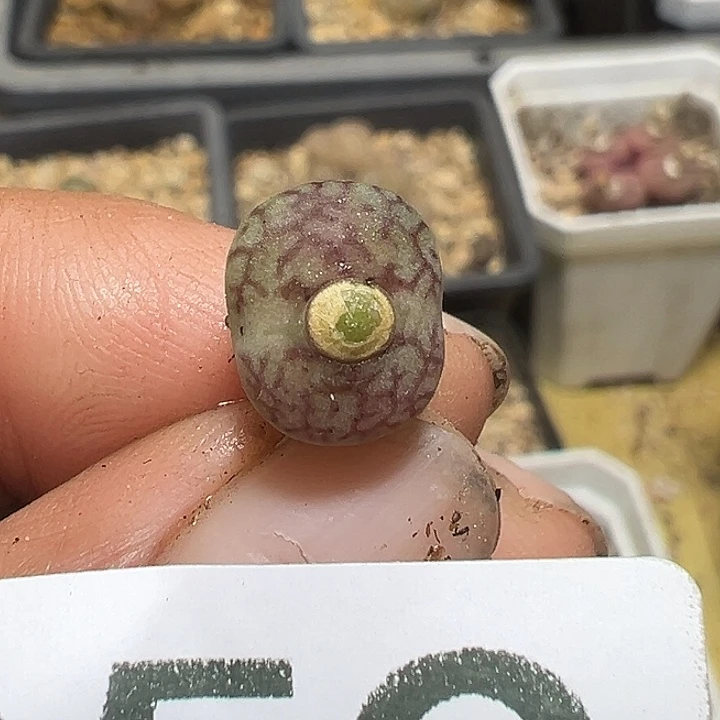 059号毛杂多肉植物