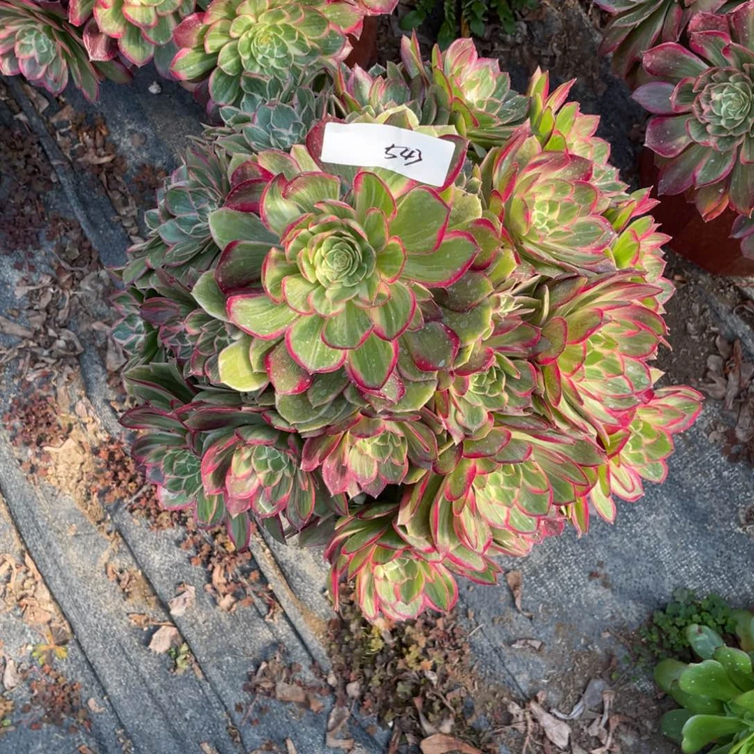 俊*老五多肉543111111