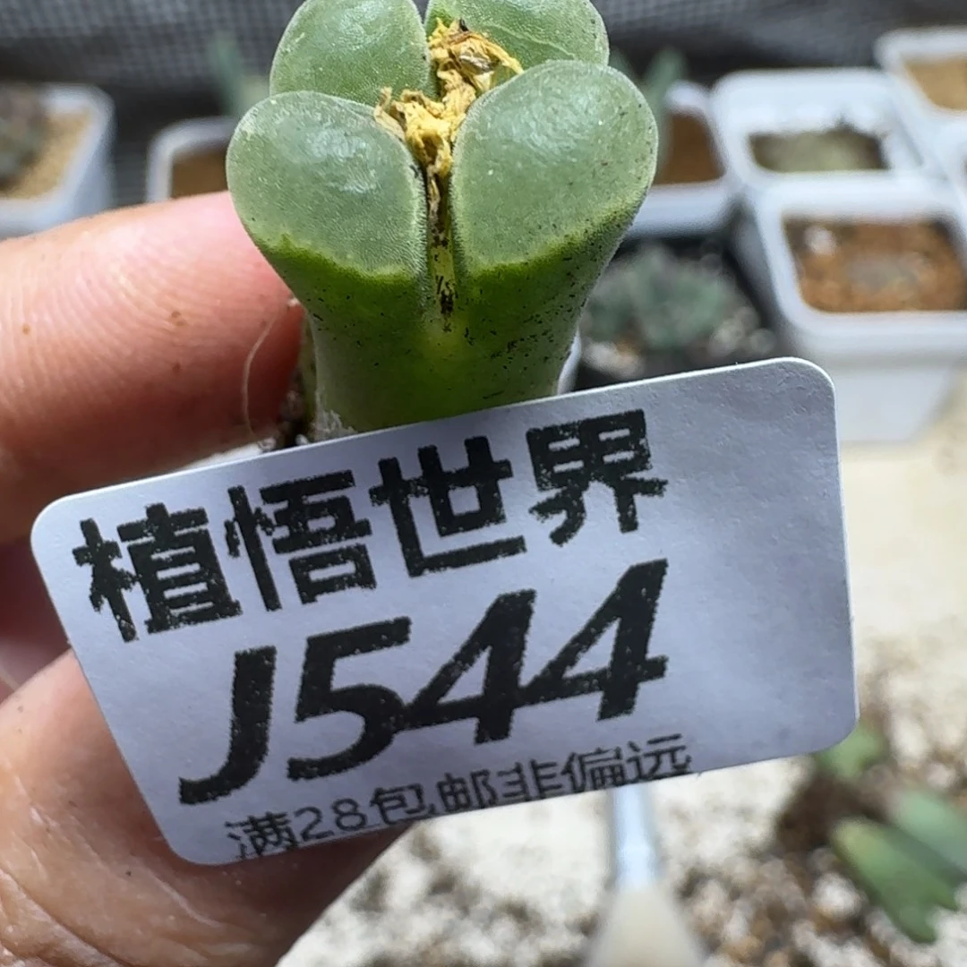 多肉植物的人生ghh