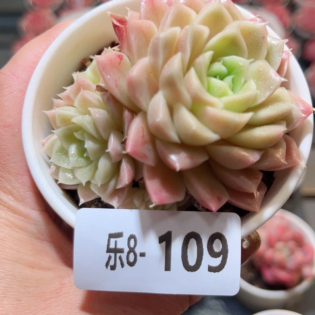 乐8-109 迈凯伦群