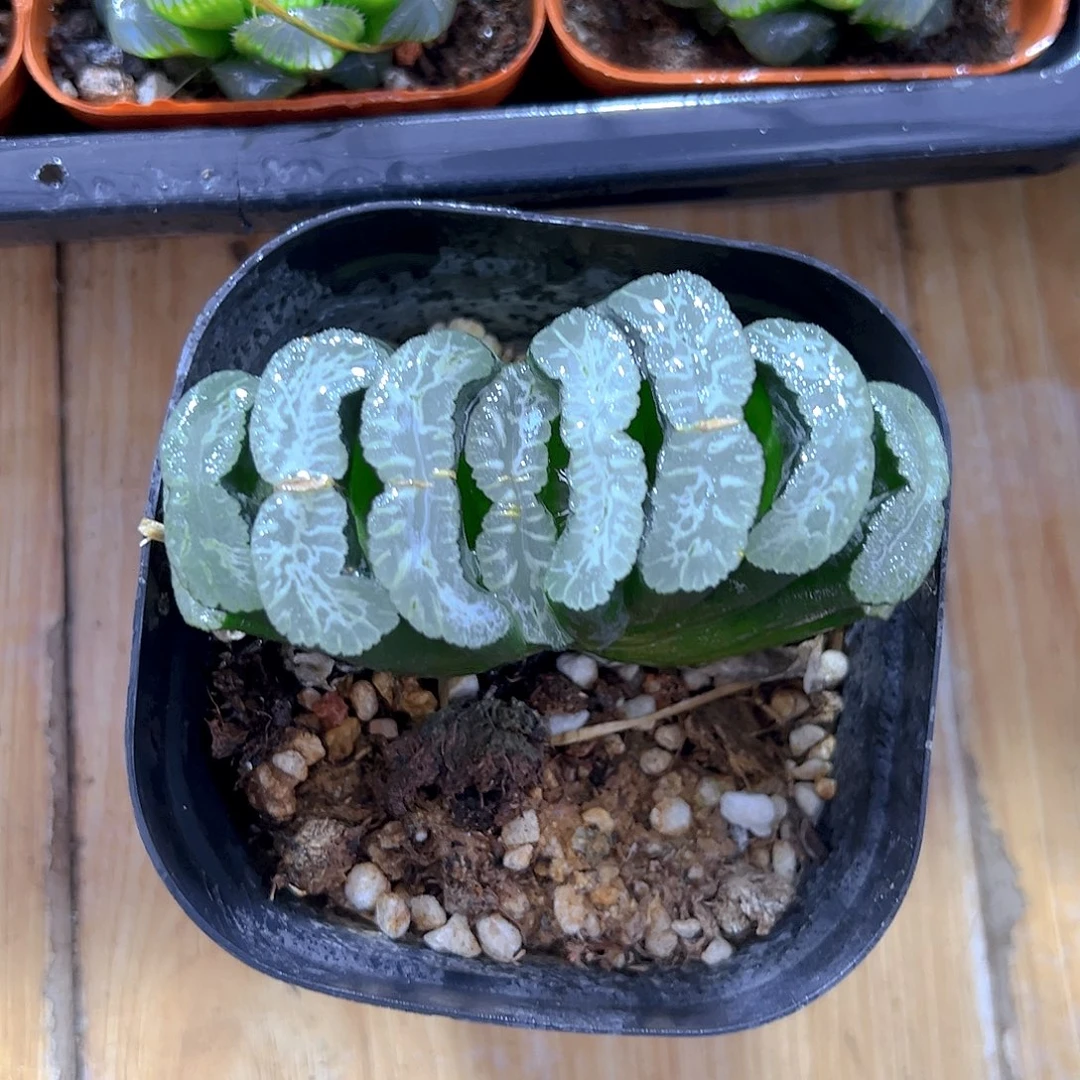 实生玉扇多肉多肉多肉一颗