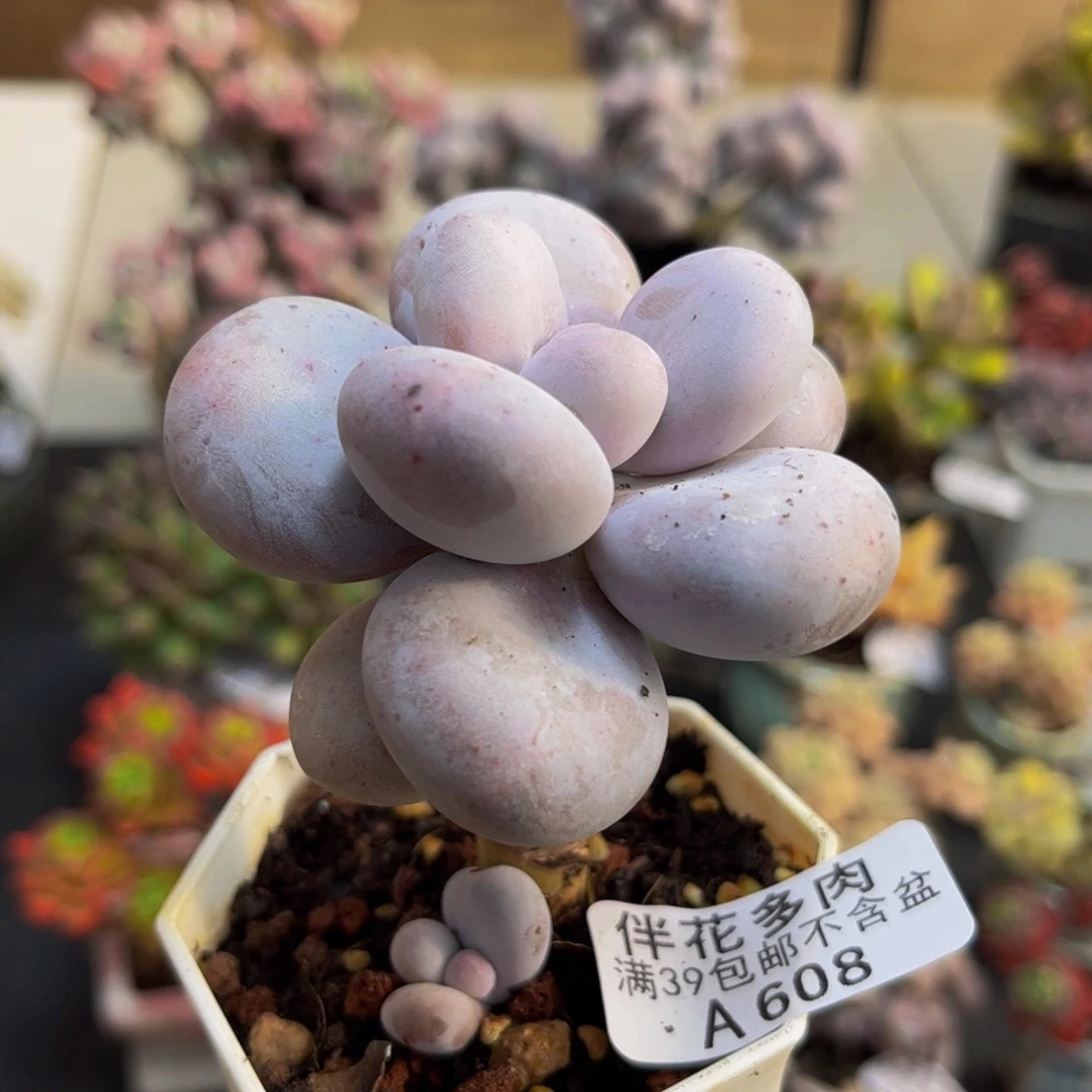 608/6cm水光针多肉植物