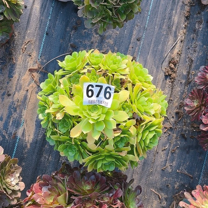 【闪购商品】轻***影676绿玫瑰2-14