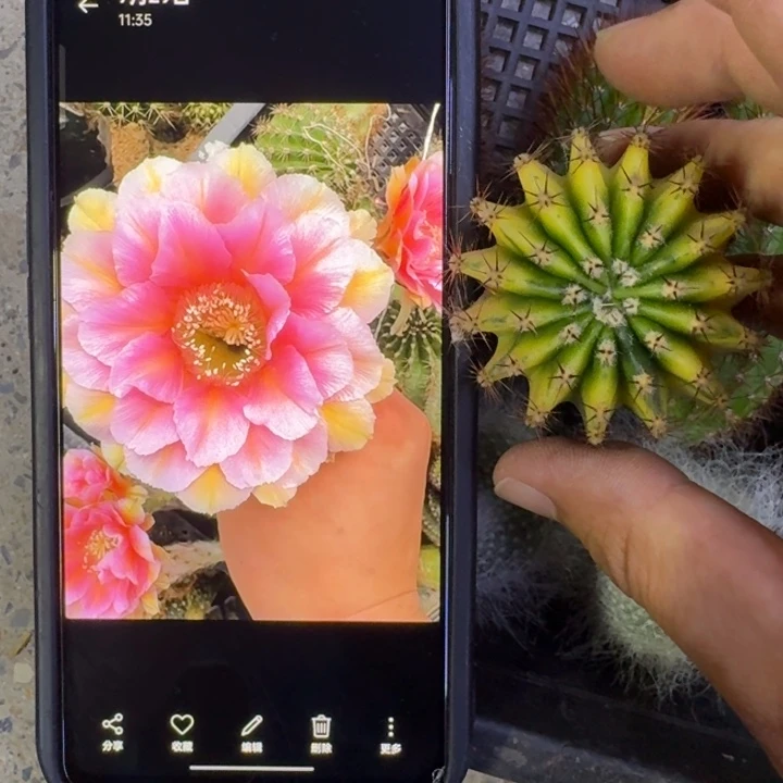 5彩草淑妃锦歪4公分左右无根侧牙，20包邮