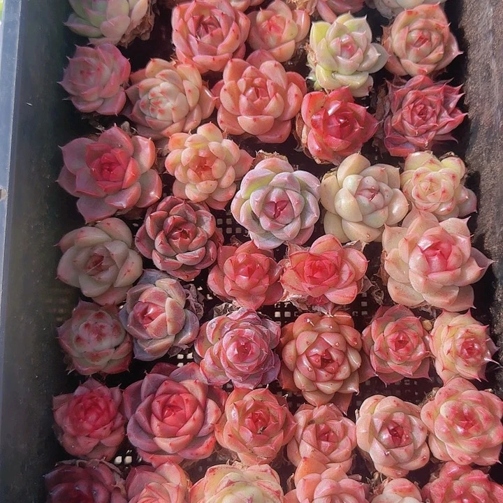 花时光精品多肉71