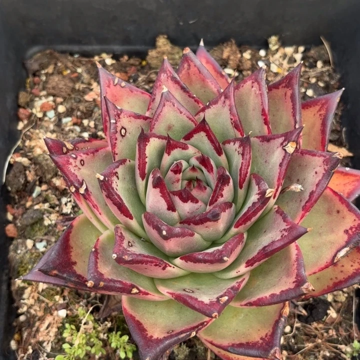 黑檀乌木 单头。9.9。