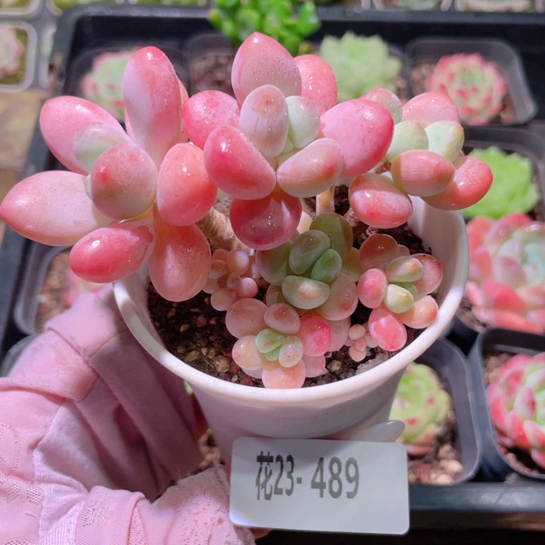 花利美23-489洛神