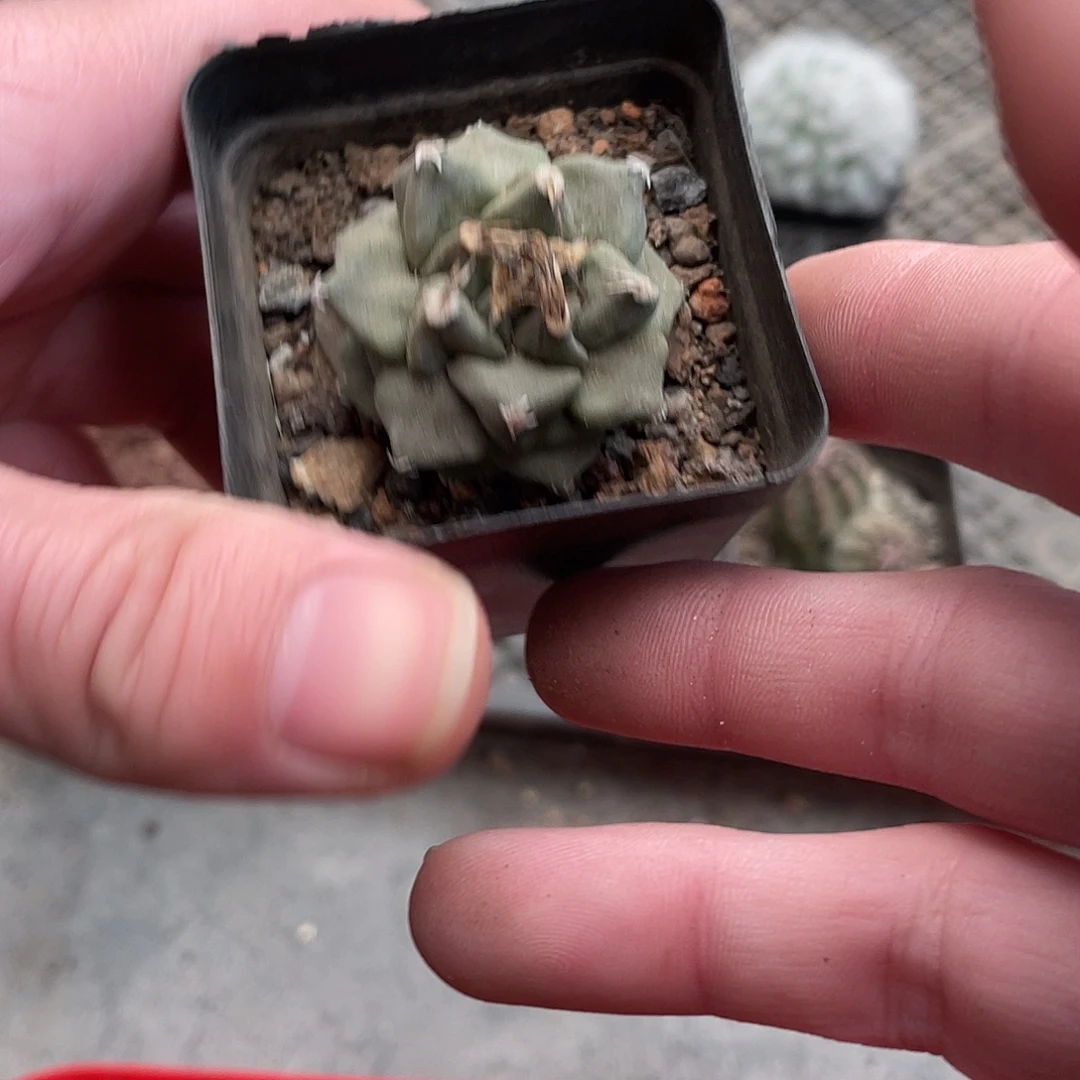 906赤花娇丽（满18包邮）