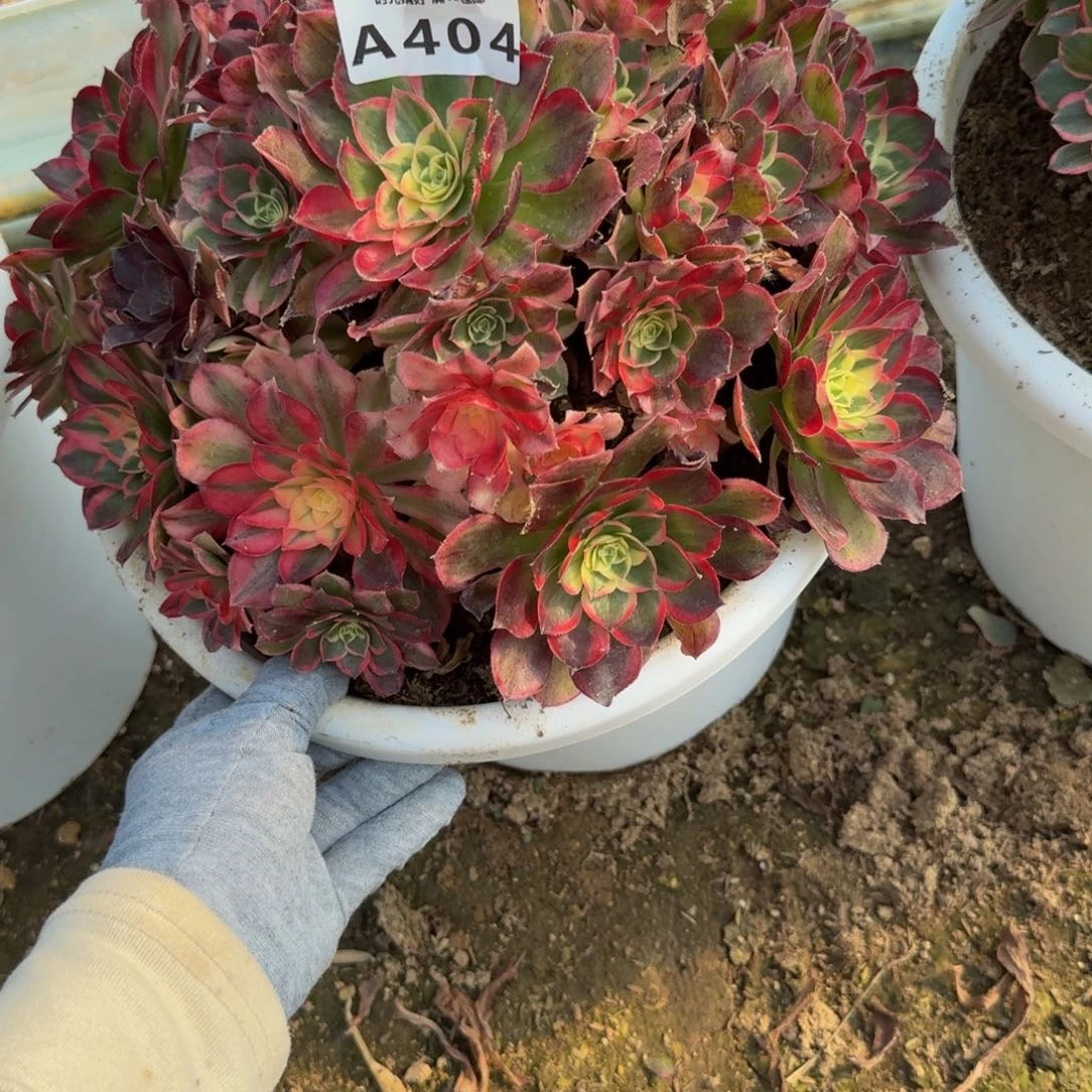 *****404玉芙蓉 多肉植物