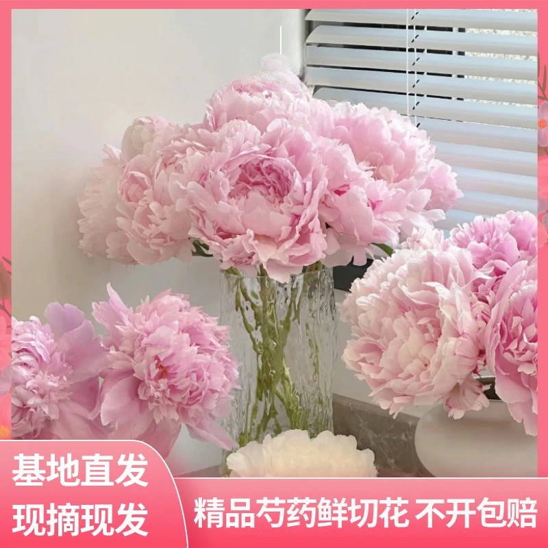 【50单3A升级】A+级菏泽直发新鲜重瓣花束芍药鲜切花水培母亲节