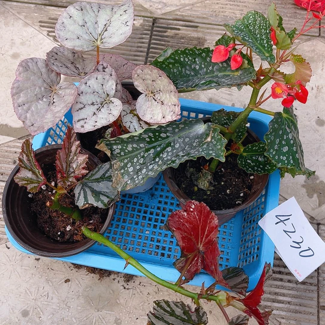 完全开放一物一拍4230