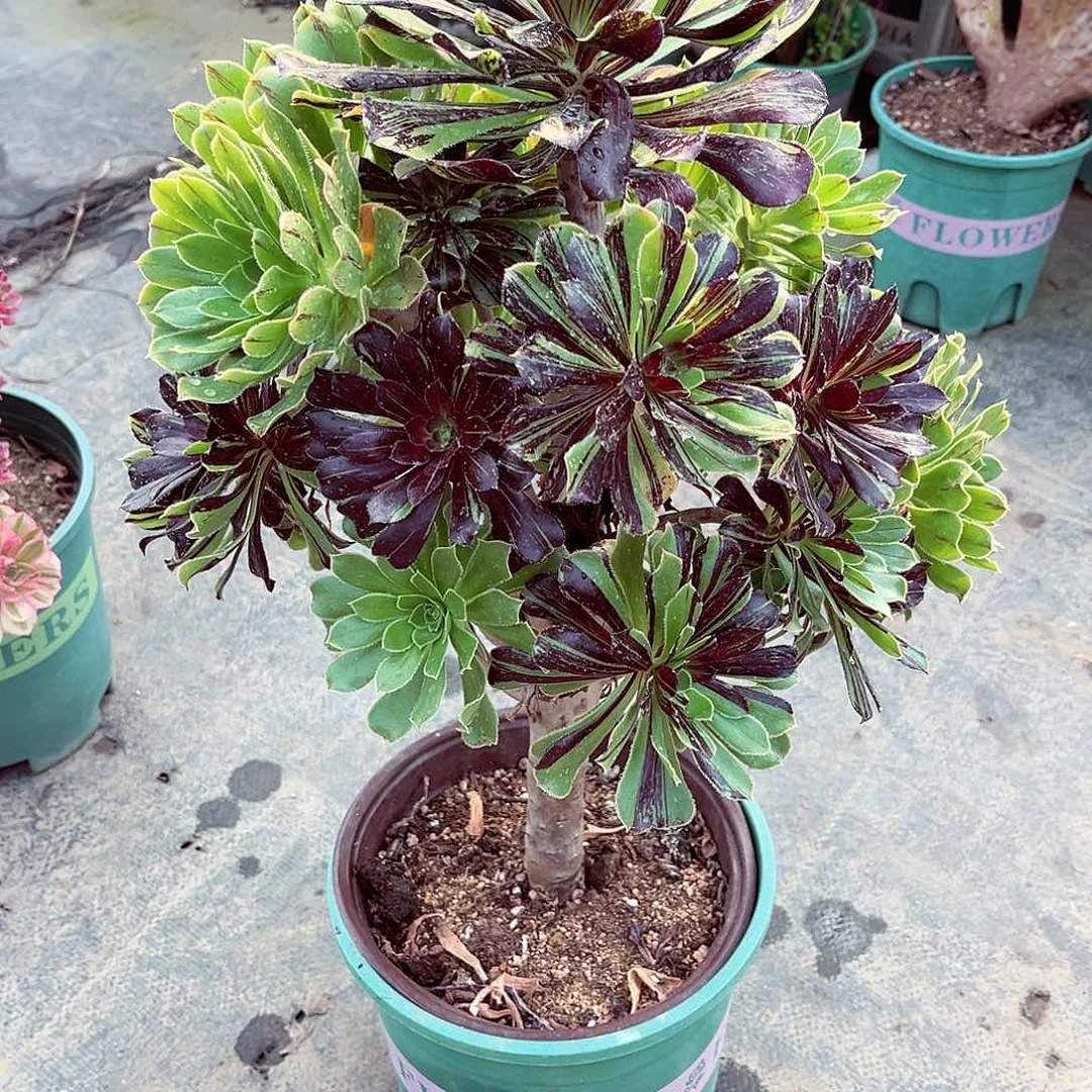 法师多肉哈哈哈哈哈