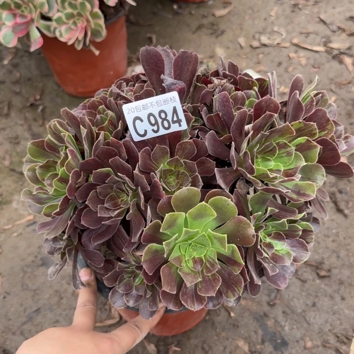 欧诺拉……多肉植物……