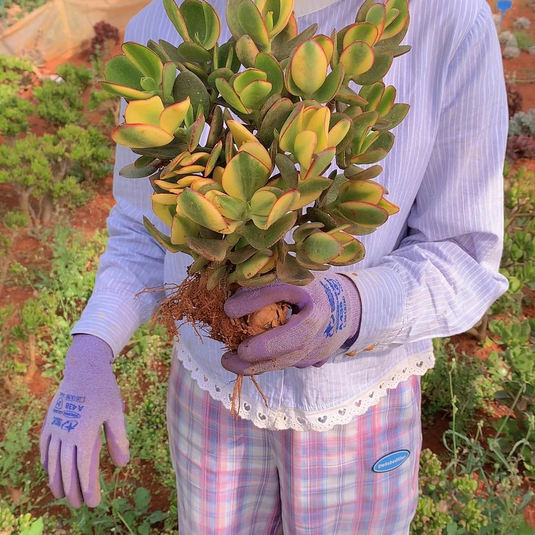 地栽新花月锦9.9 多肉植物