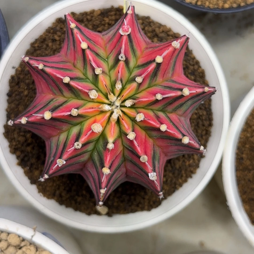 泰系实生肋骨锦带盆土发货