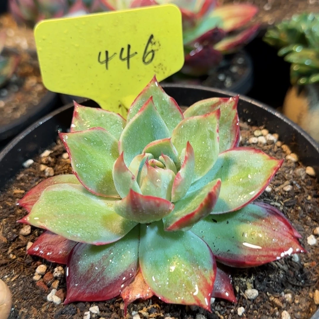 惊鸿一物一拍包装收缩花旱446