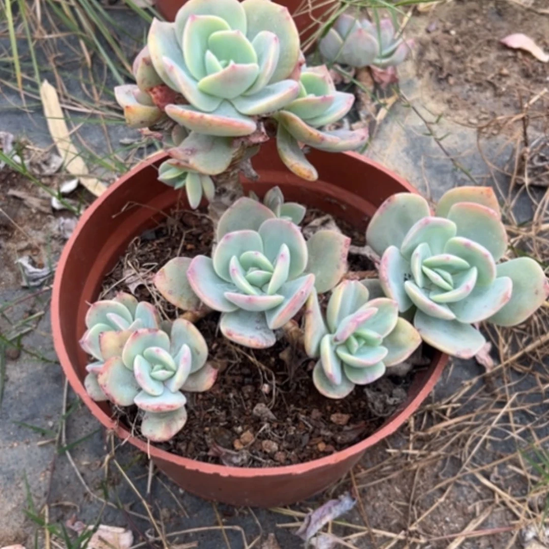 【闪购商品】徐*白凤