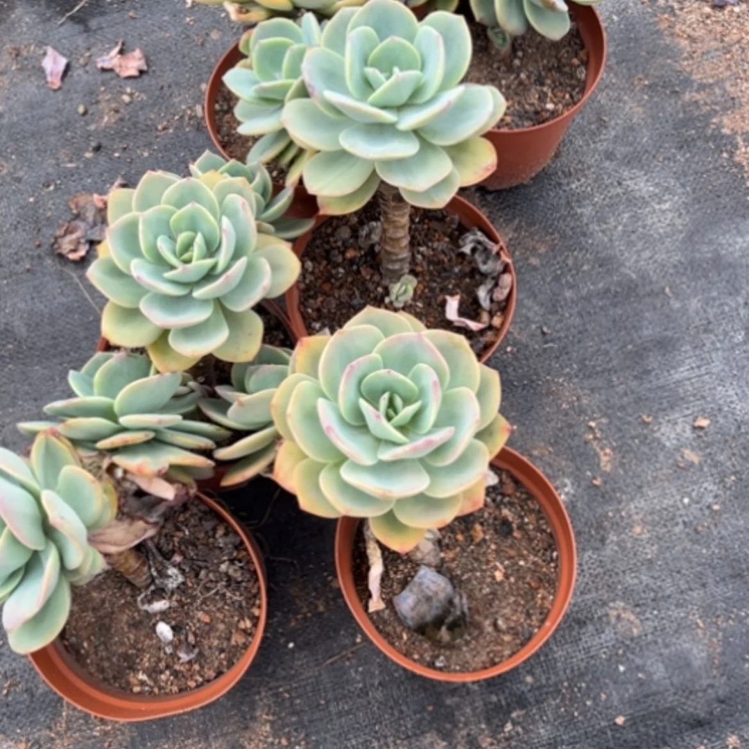 【闪购商品】?***乐白凤