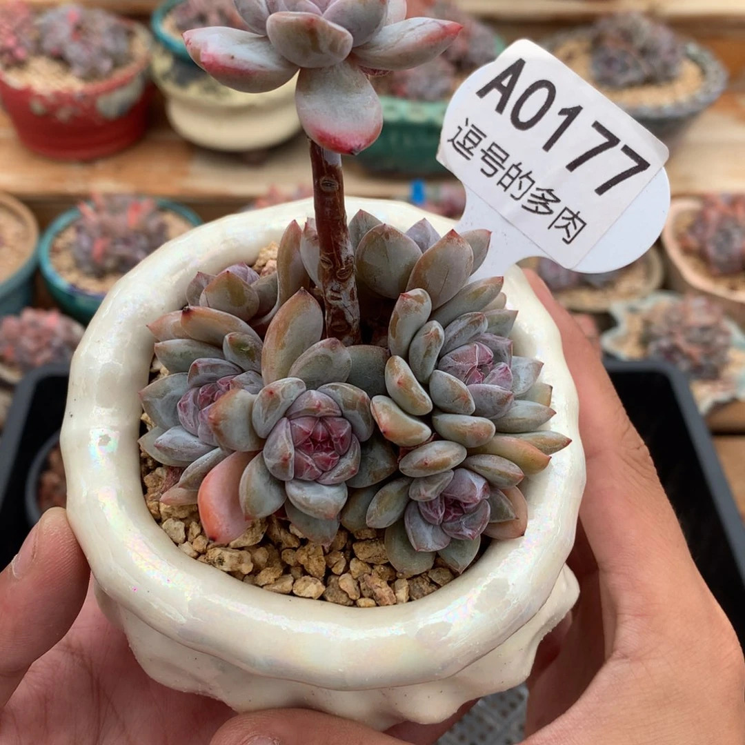 A0177 星影立杆造型 有砍 8cm