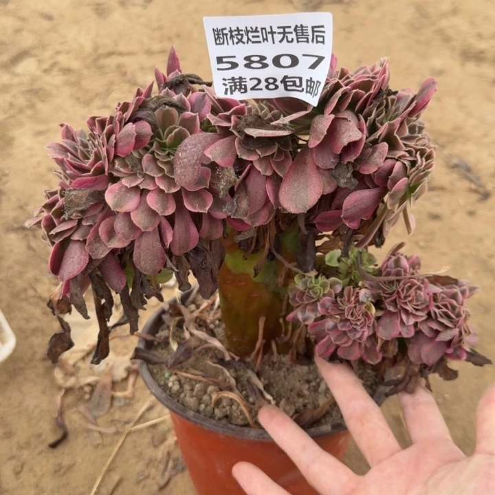 5807二号棚美杜莎缀A